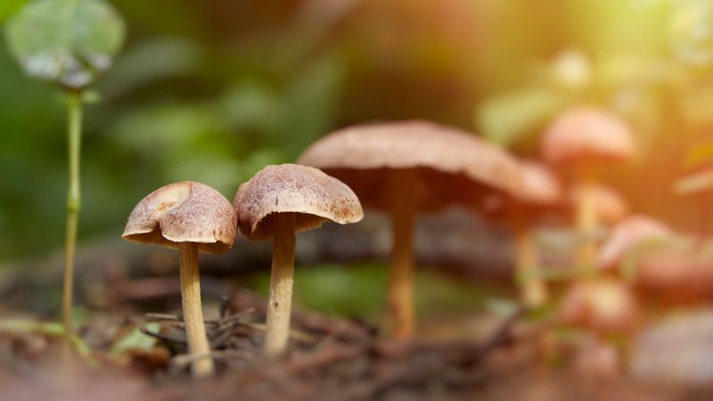 грибы Грибочкиphoto preview