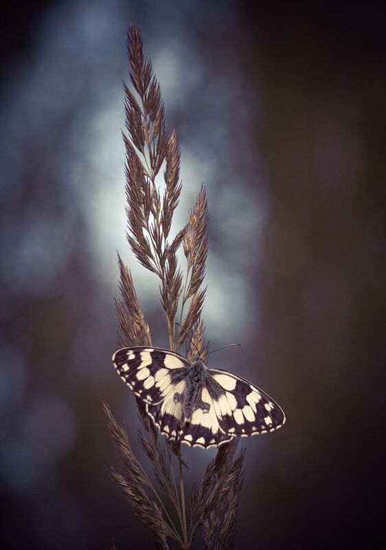 Пестроглазкаphoto preview