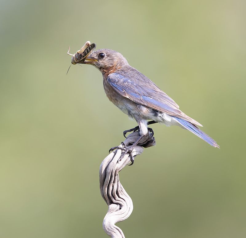 восточная сиалия, eastern bluebird,bluebird Female. Eastern Bluebird - Восточная сиалияphoto preview