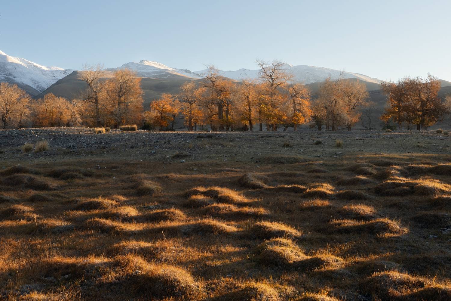 Солнечные кочки. Алтай 2024.. Автор: Мозжухин Максим , Мозжухин Максим