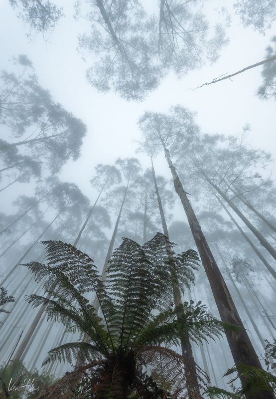 fog, woodland, trees, up, moody, dark  Foggy woodsphoto preview