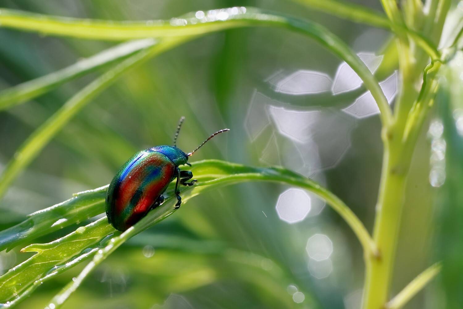 листоед полынь, Евгений Слободской