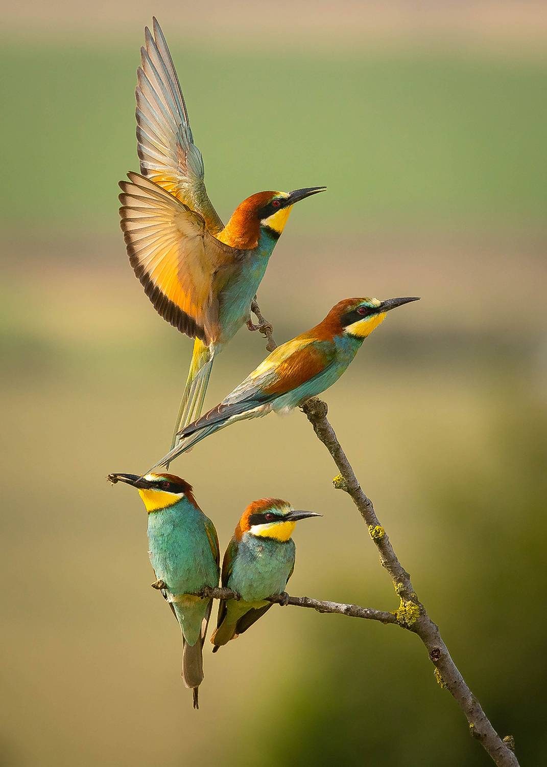 Bee-eater. Автор: Adamec Robert , Adamec Robert