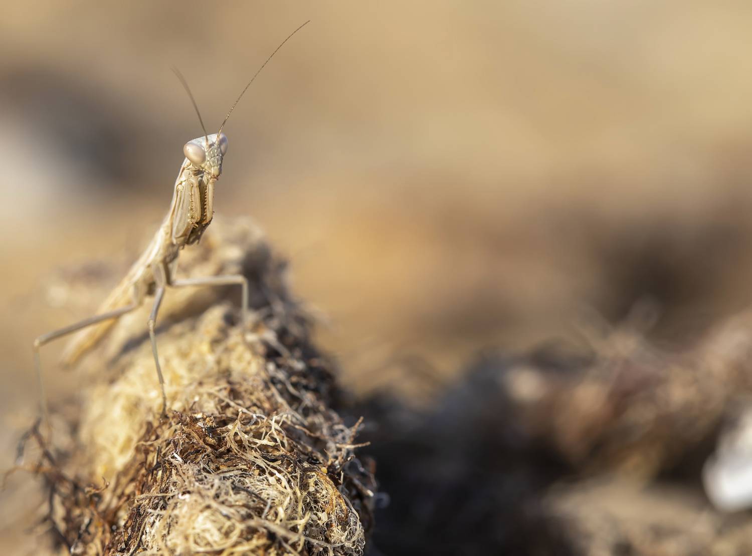 Не виноватая я, он сам пришел...). Автор: Татьяна Феденкова богомол, Татьяна Феденкова