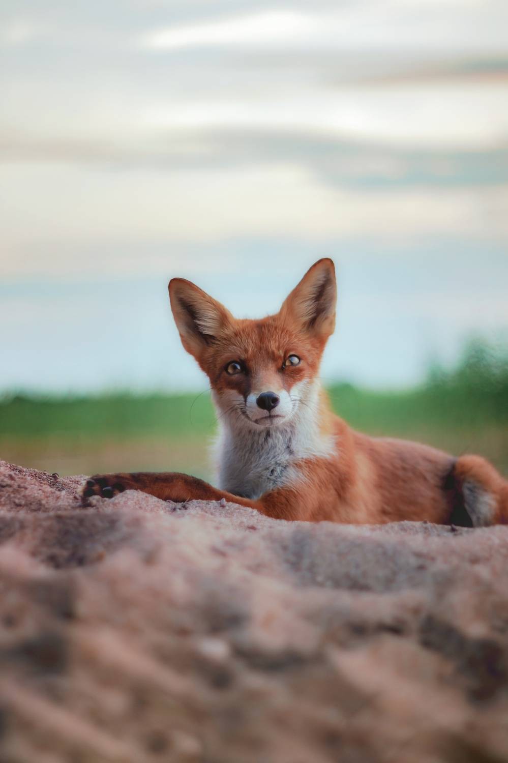 мануальная оптика, manuallens, pentacon, manualfocuslens, fox, animal, Обидина Мария