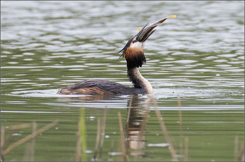 москва, июль, парк, пруд, чомга Удачная рыбалкаphoto preview
