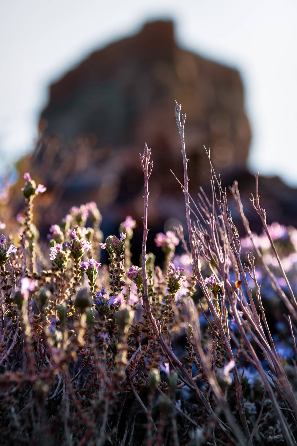 flowers, nature, blur, landscape, flora, colours, Shpek Andrey