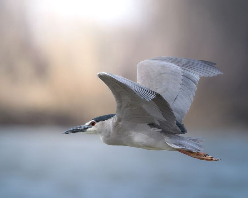 птицы, полёт, природа, цапля, birdwatching, birds Кваква в полётеphoto preview