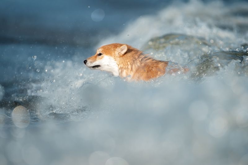 На гребне волныphoto preview