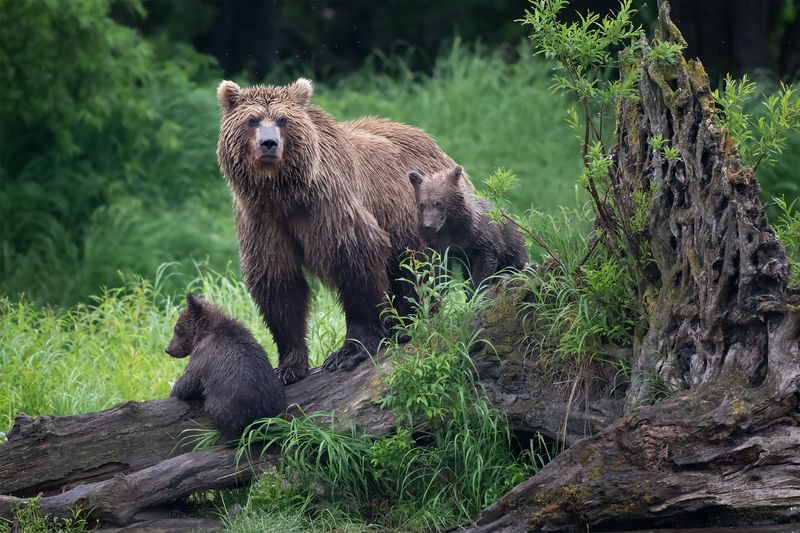 Семья Медведевыхphoto preview