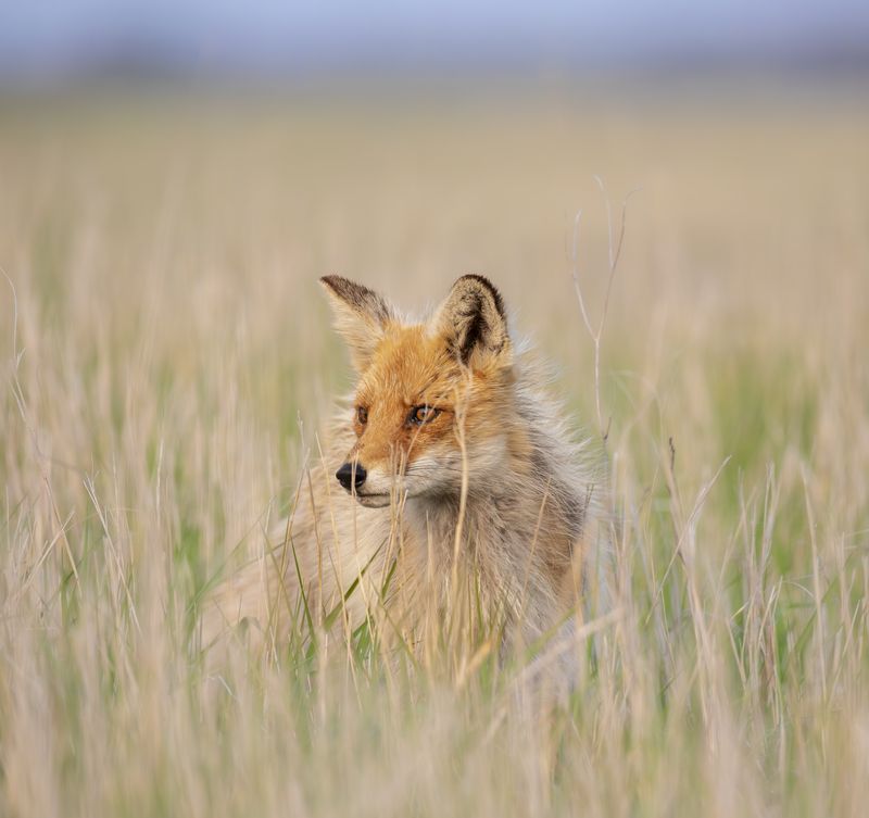 Солнечный лисphoto preview