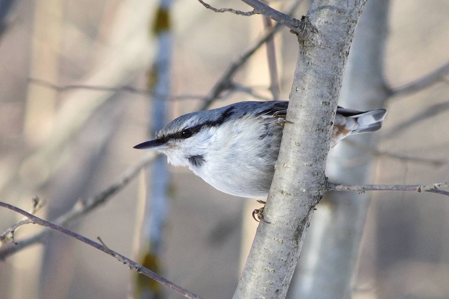 Обыкновенный поползень. Автор: КарОл обыкновенный поползень, ямщик, sitta europaea, КарОл