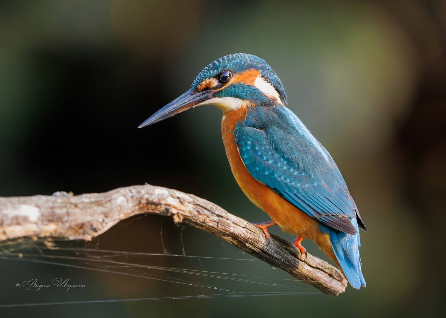 зимородок, Шульгин Вадим