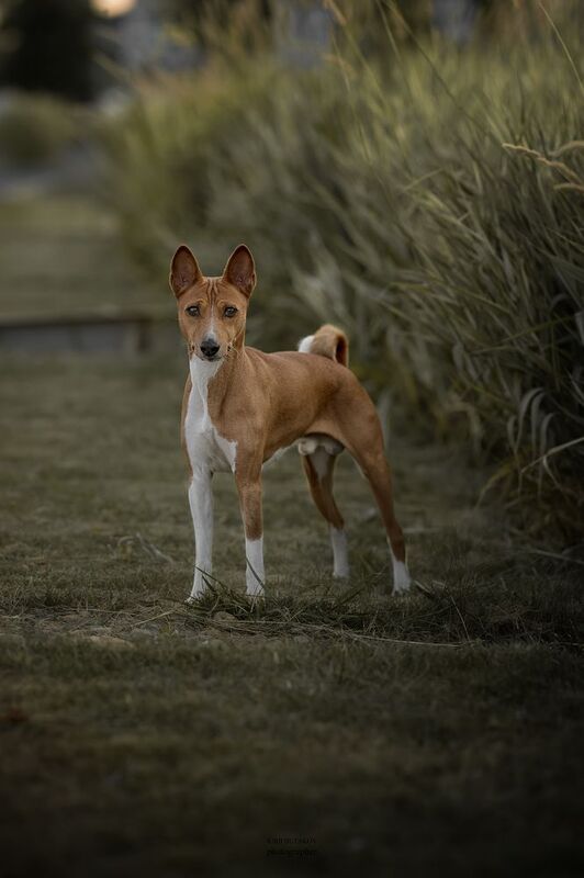 Платонphoto preview