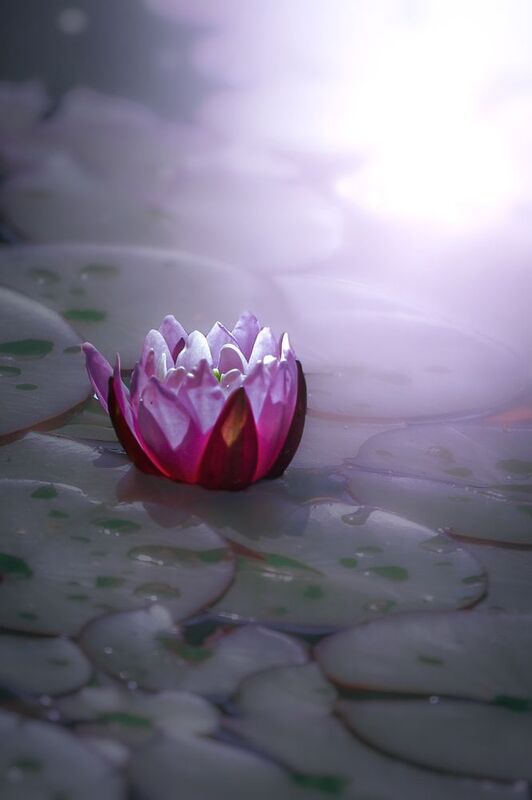 макоо, macro, цветы, flowers, лето, summer, Нимфеяphoto preview