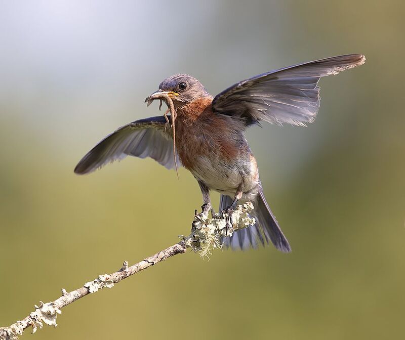 восточная сиалия, eastern bluebird,bluebird Eastern Bluebird male catches Lizard  - Восточная сиалияphoto preview