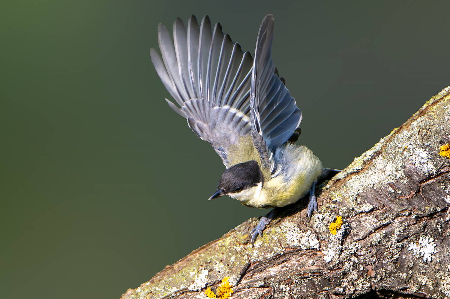 , Молодкин Дмитрий