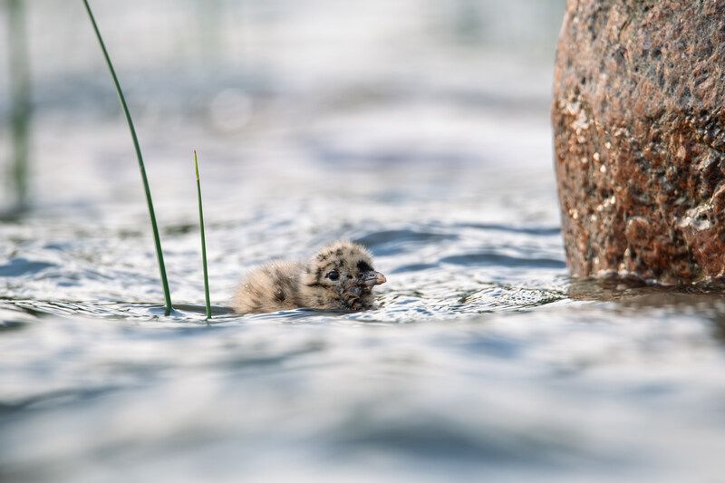 птенец, чайка, сизая чайка, финский залив, балтика, фауна, дикая жизнь, природа Вперед в открытое мореphoto preview
