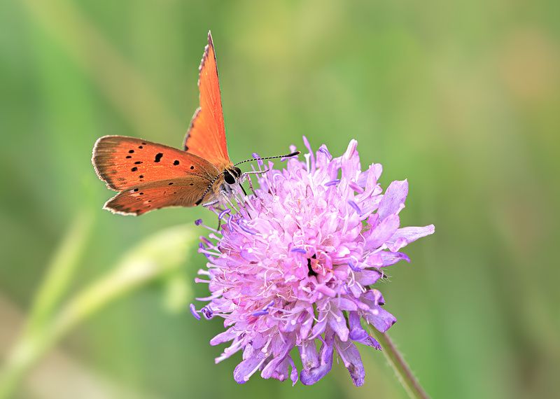 насекомые, бабочка, голубянка, червонец, огненный,  лето, июль Червончик... фото превью