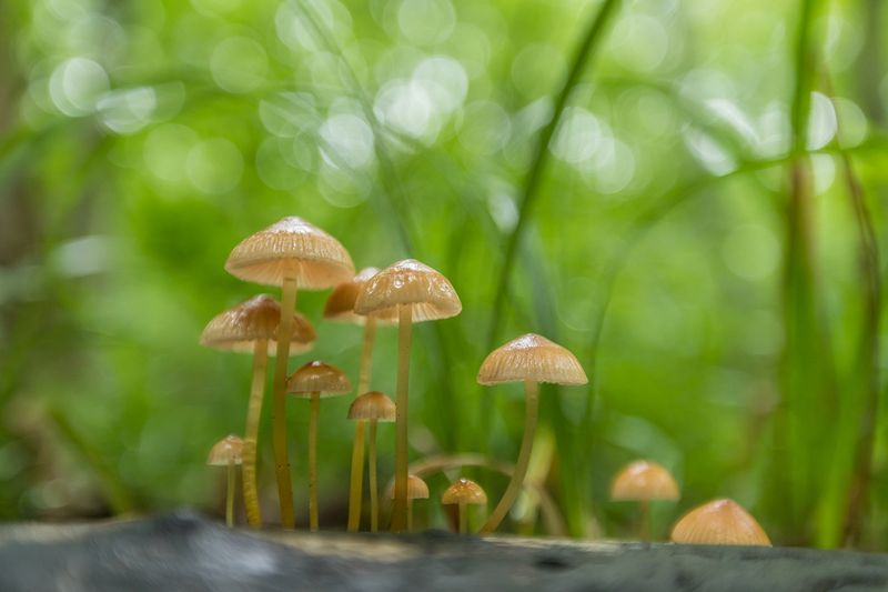 Грибная семейкаphoto preview