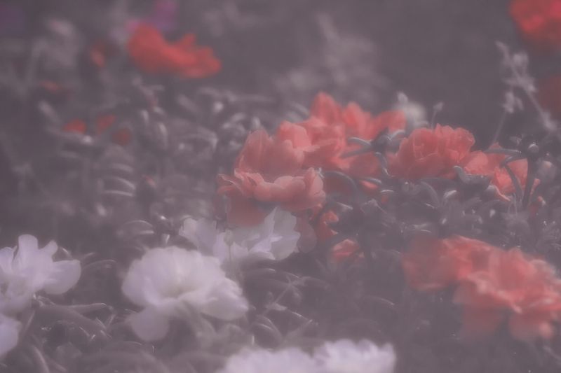 цветы Мутная клумбаphoto preview