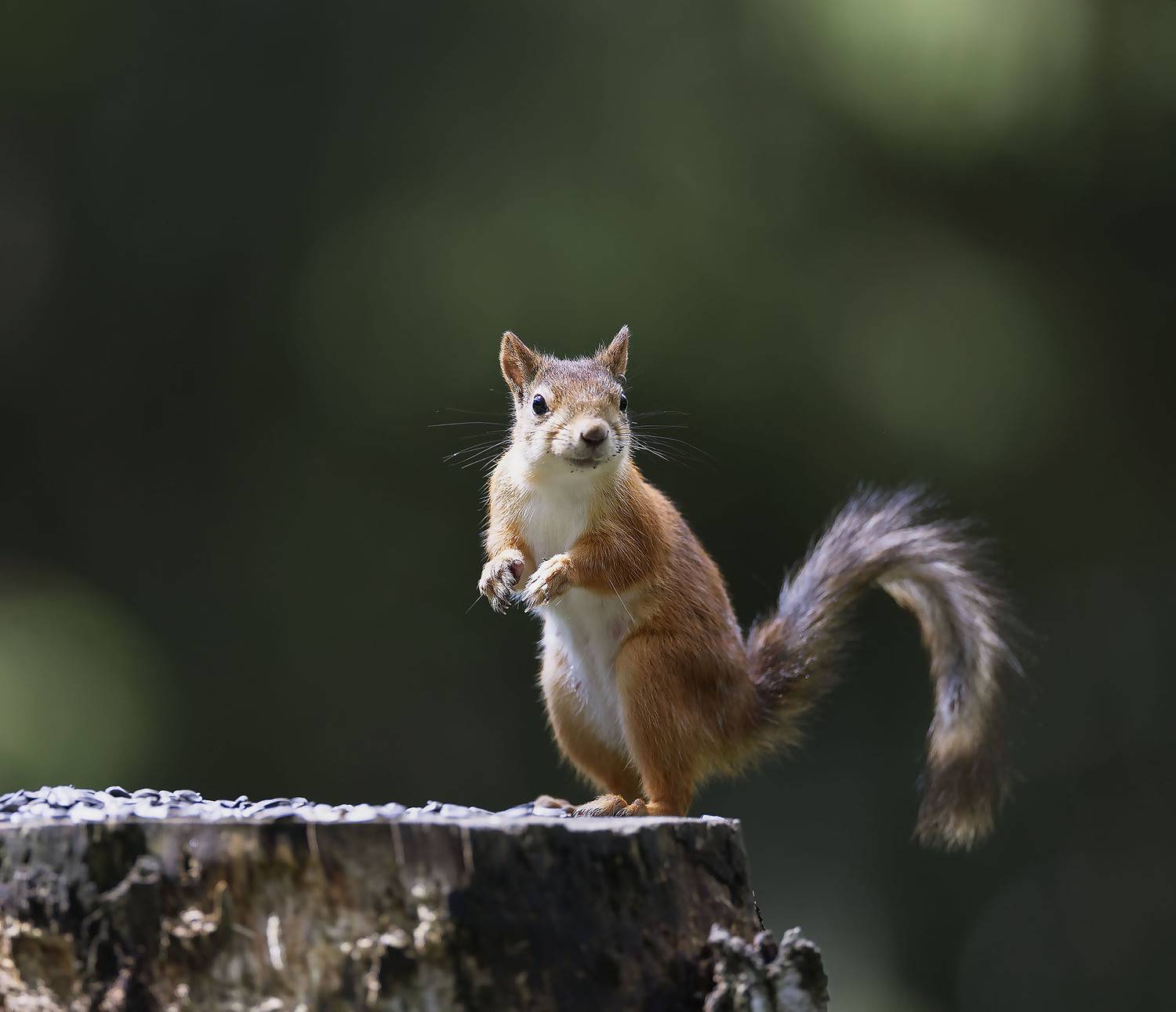 Лесной дозор. Автор: Стукалова Юлия белка,лес,природа, squirrel, beautiful, forest, nature, Стукалова Юлия
