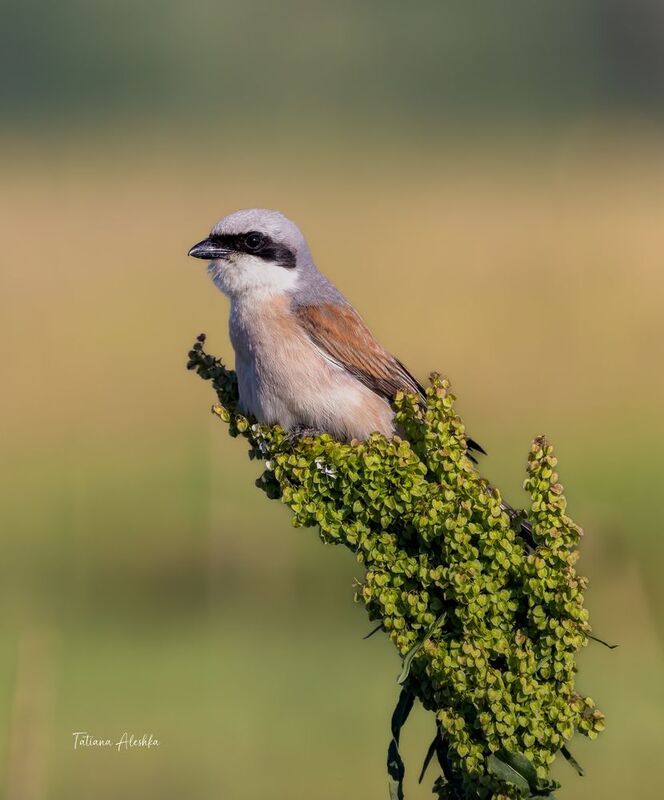 птицы Жулан обыкновенныйphoto preview