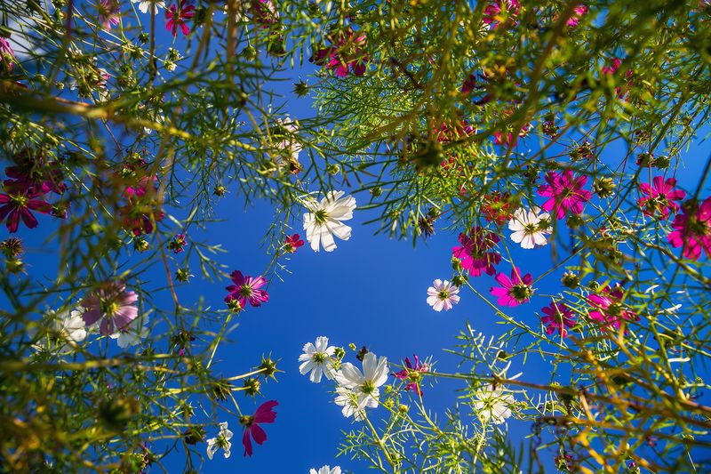 цветочки, небо, голубой Под небом голубым. фото превью