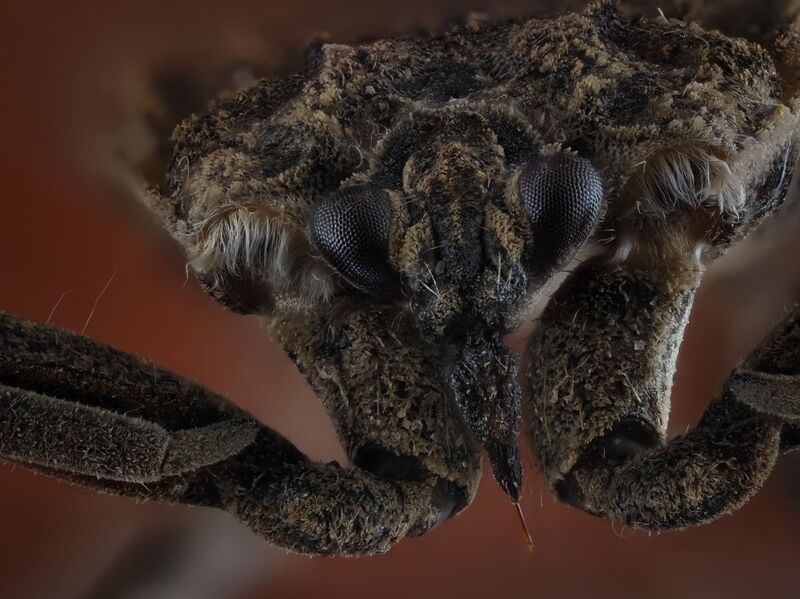 Водяной клоп.photo preview