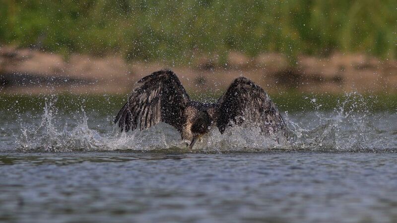 большой баклан, баклан, phalacrocorax carbo, great cormorant, cormorant, куршский залив, куршская коса Водные процедурыphoto preview