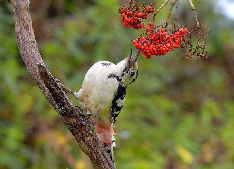 Гурман.photo preview