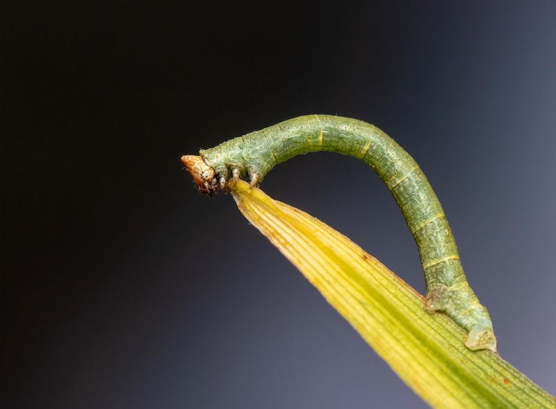 макрофото, макрофотографии, фотомакро, насекомые, макромир, макрофотограф, макроаддикт, макро_мир, naturelovers, naturelover, naturephotography, macrolove, macro_love, biodiversity, macrophotography, macro, macronature, entomology, arthropods, arthropod,  Biston betularia (1 of 2) фото превью