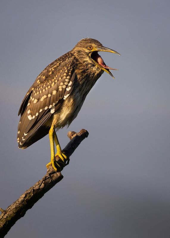 Квакваphoto preview