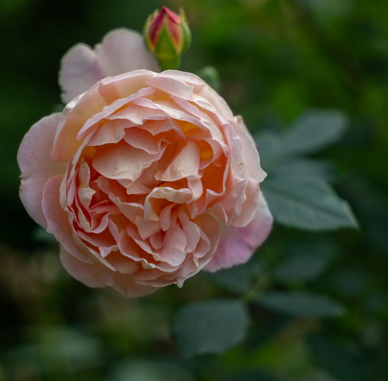 Кадры, сделанные новым объективом Sigma 17-40mm f/1.8 с камерой Sony a6700, f/1.8.photo preview