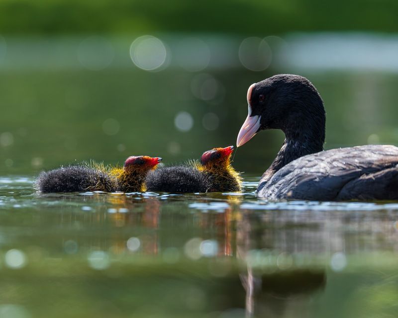 птицы, лысуха, птенец, лысенок photo preview