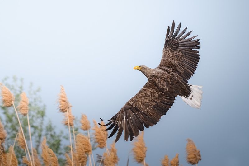 птицы, полёт, природа, орлан, белохвост, хищник, birdwatching, birds Орлан-белохвостphoto preview