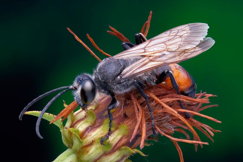 Аммофила (Ammophila)photo preview