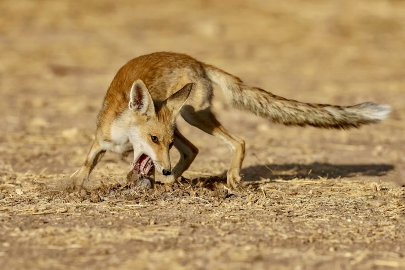 Fox with prey фото превью
