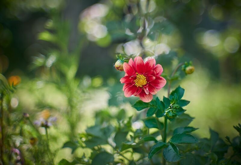 юпитер-9  фото превью