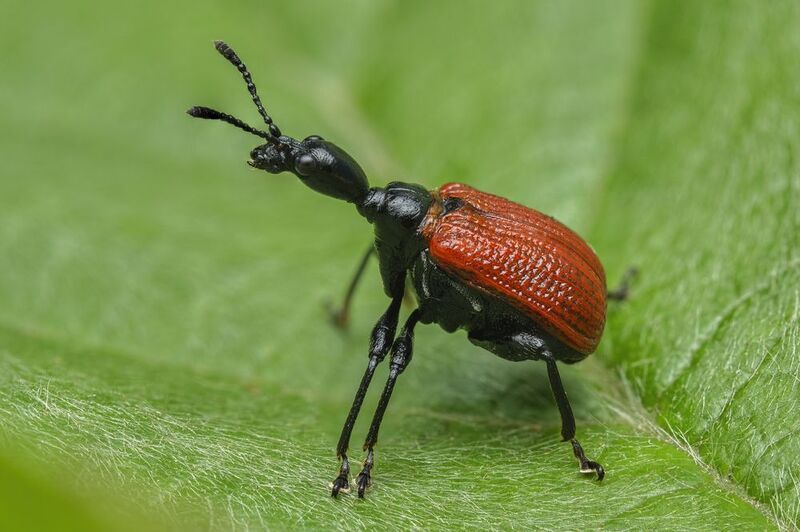 (Apoderus coryli) photo preview