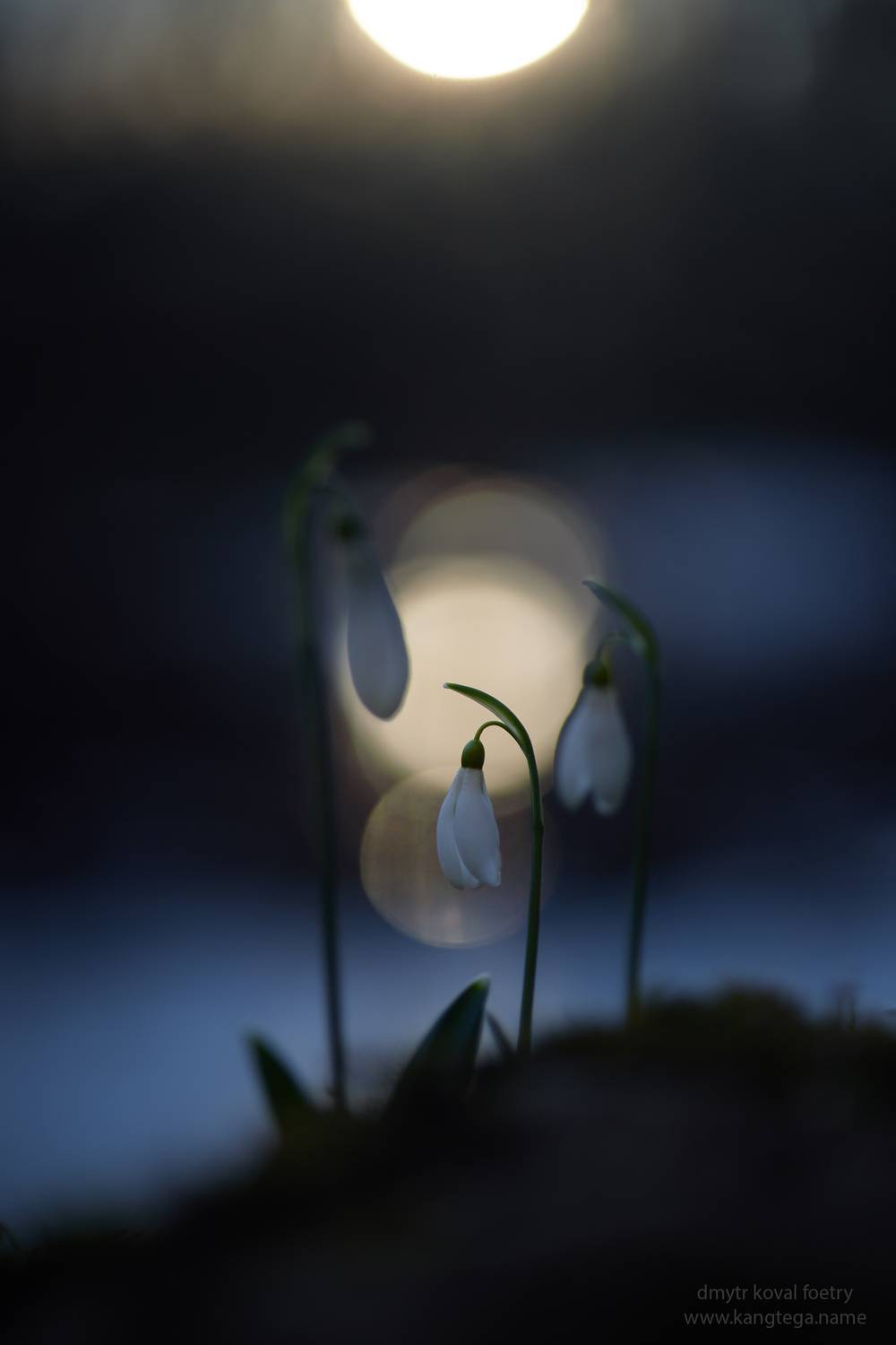 В светлой тайне цветочных снов ….. Автор: Коваль Дмитр пейзажемагьё, пейзаж-как-виденье, Коваль Дмитр