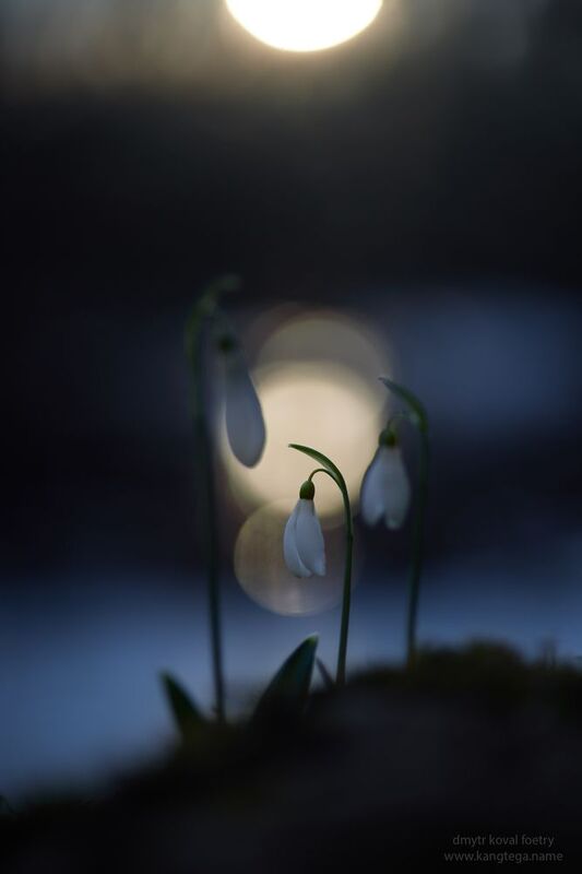 пейзажемагьё, пейзаж-как-виденье В светлой тайне цветочных снов …. фото превью