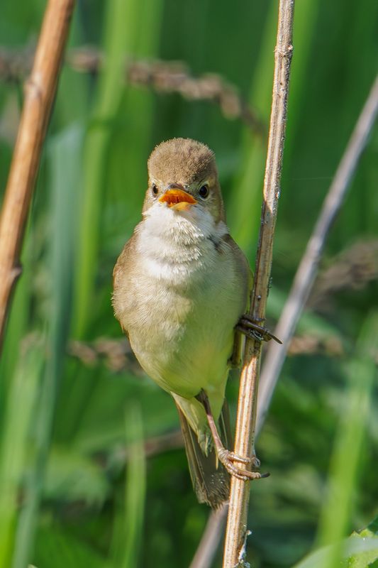 болотная камышевка Болотная камышевкаphoto preview