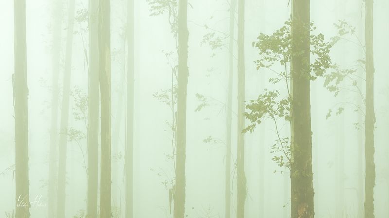 Woods, woodland, fog, foggy, calm  Calm morningphoto preview
