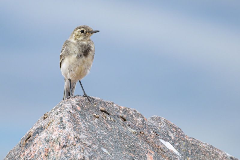 птенец, трясогузка, птицы, белая трясогузка Желторотикphoto preview