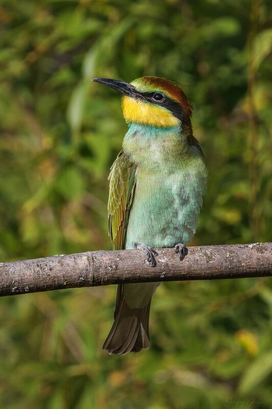 щурка, птицы, пернатые Мечтательphoto preview