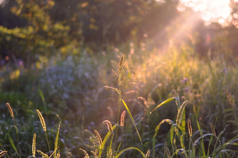 природа, лето, травы, утро, лучи, солнце  С ароматом летних травphoto preview