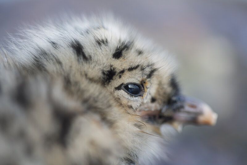 птенец, чайка, сизая чайка, птица, природа, фауна Грезы о будущемphoto preview