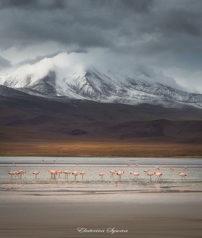 Фламингоphoto preview