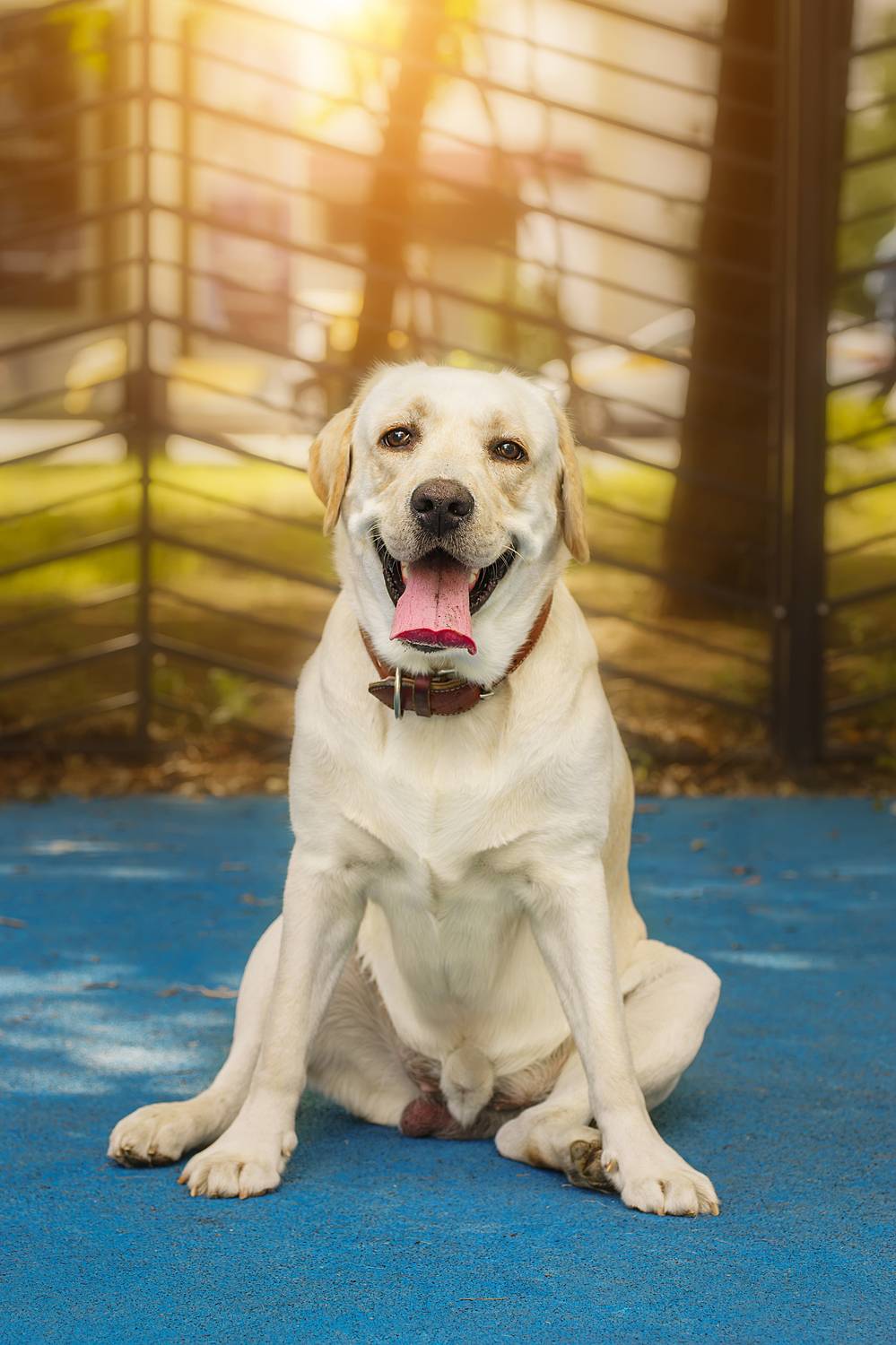 Алькор. Автор: Корнеев Алексей , Корнеев Алексей